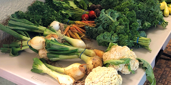 Vic picks up surplus produce provided by the Chatfield Botanic Gardens Farm Stand